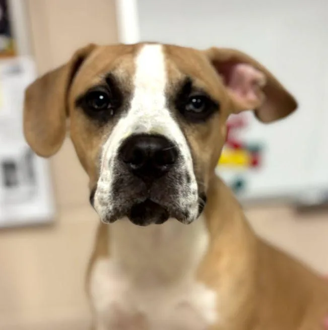 A young medium-sized male Golden Labrador Retriever dog named Kane for adoption in Cape May Court House, NJ