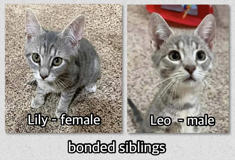 A baby medium-sized male Tabby (Gray / Blue / Silver) Domestic Short Hair cat named Lily & Leo for adoption in Breinigsville, PA