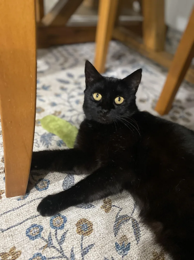 An adult medium-sized female Black Domestic Short Hair cat named Sam for adoption in Maitland, FL