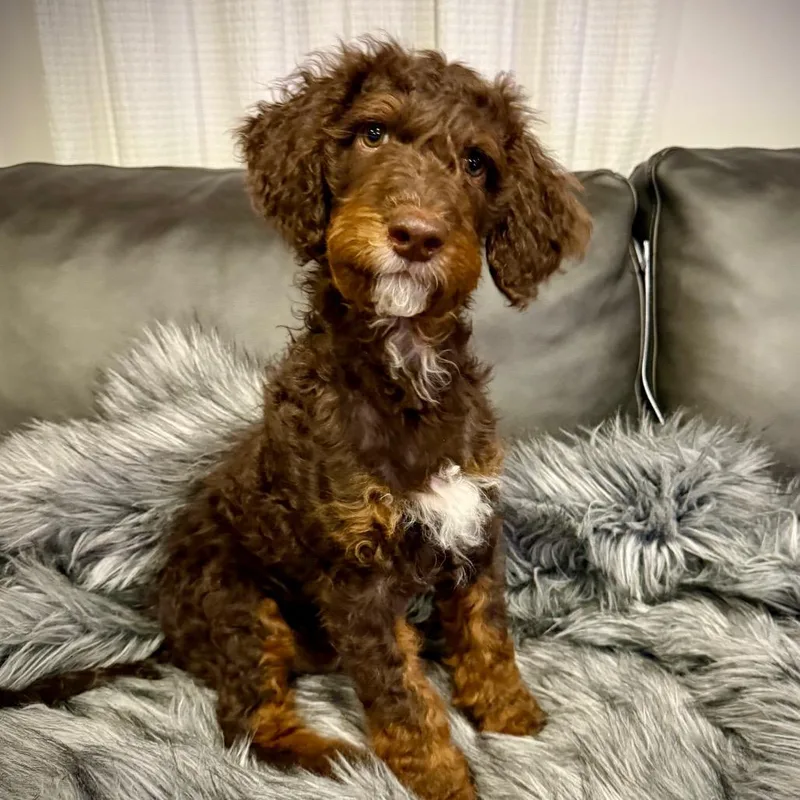 Hershey
