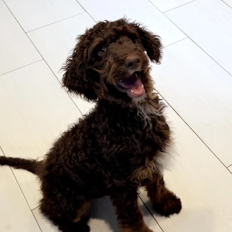 Hershey thumbnail 4