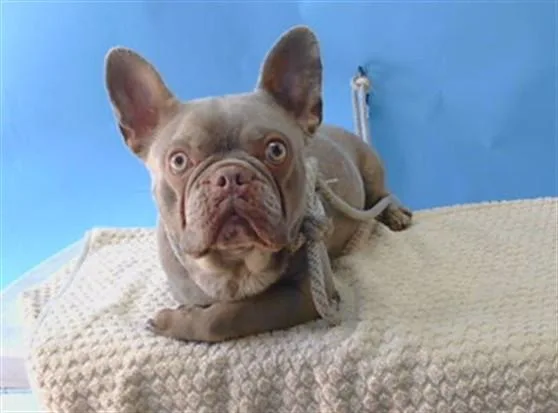 A young small-sized female French Bulldog dog named A for adoption in Gardena, CA