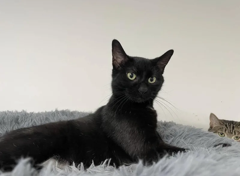 A young medium-sized female Black Domestic Short Hair cat named Sol for adoption in Hudsonville, MI