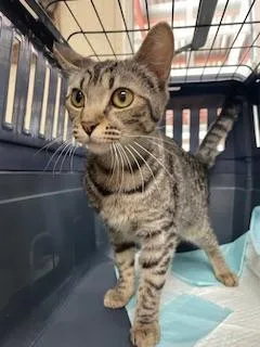 A baby medium-sized female Brown / Chocolate Tabby cat named Celeste for adoption in Parlier, CA