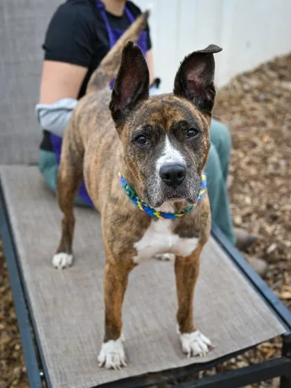 A senior medium-sized female Mixed Breed dog named Adele for adoption in Chamblee, GA