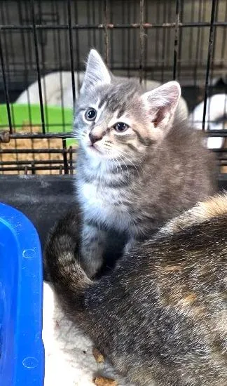A baby medium-sized female Domestic Medium Hair cat named Nova for adoption in Crossville, TN