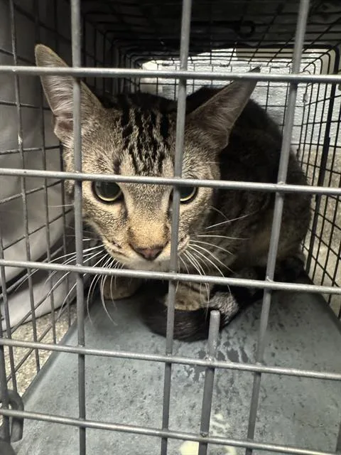 A young small-sized male Domestic Short Hair cat named Amos for adoption in Las Vegas, NV