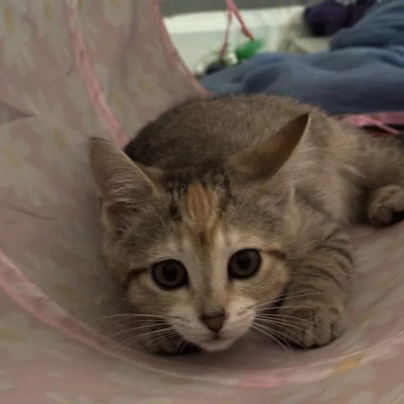 A baby medium-sized female Tabby (Buff / Tan / Fawn) Domestic Short Hair cat named Cookie Monster for adoption in Murfreesboro, TN