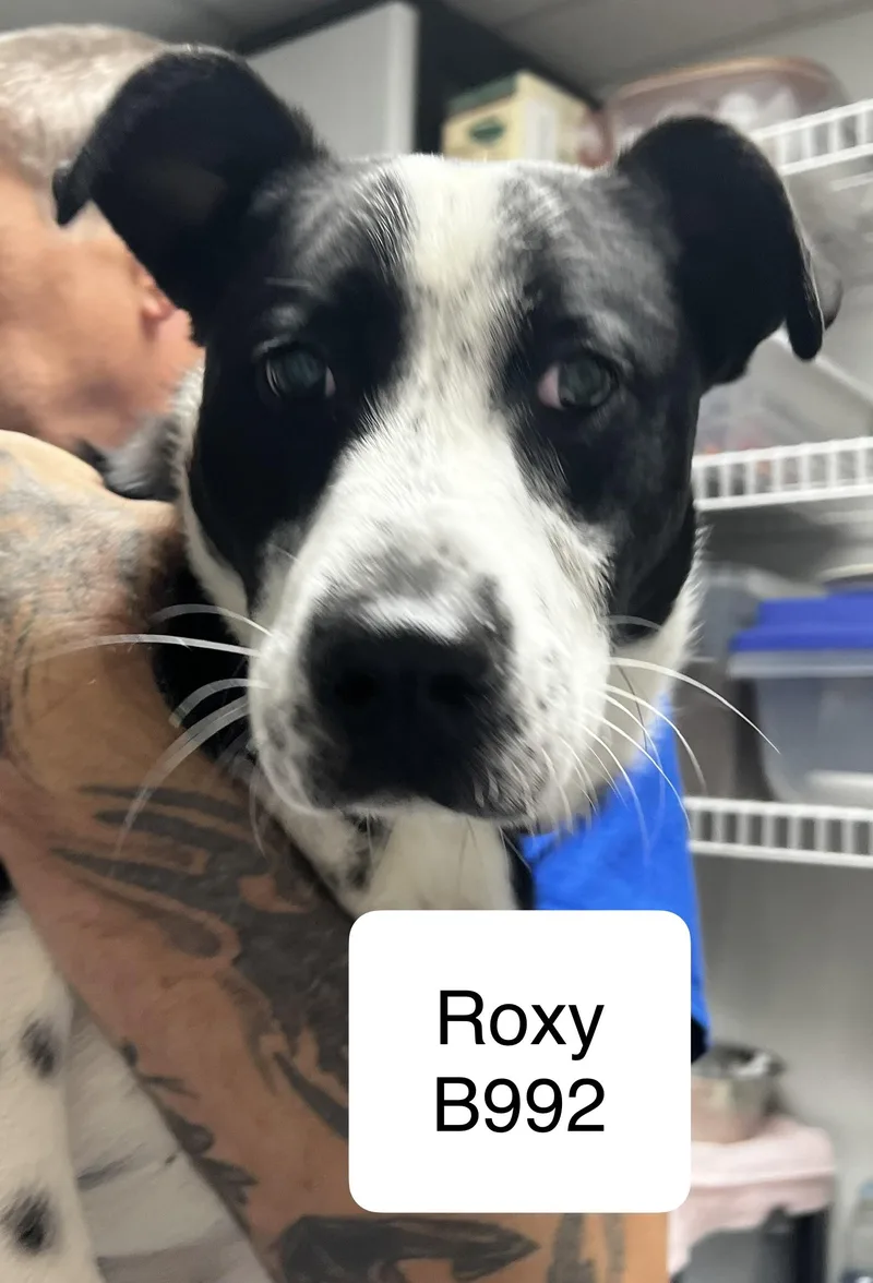 Roxy