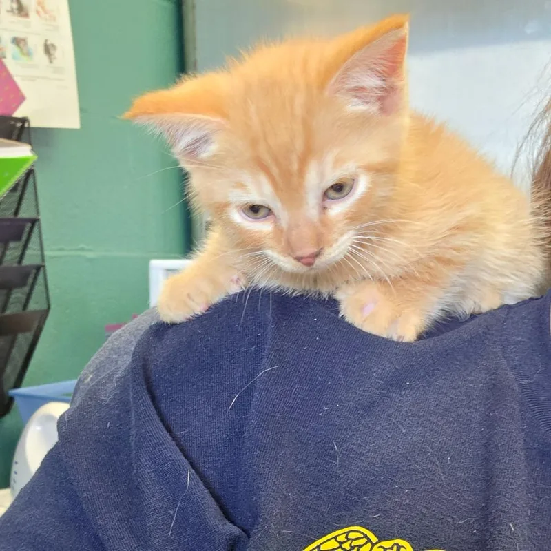 A baby small-sized male Domestic Medium Hair cat named Wazowski for adoption in Parkersburg, WV