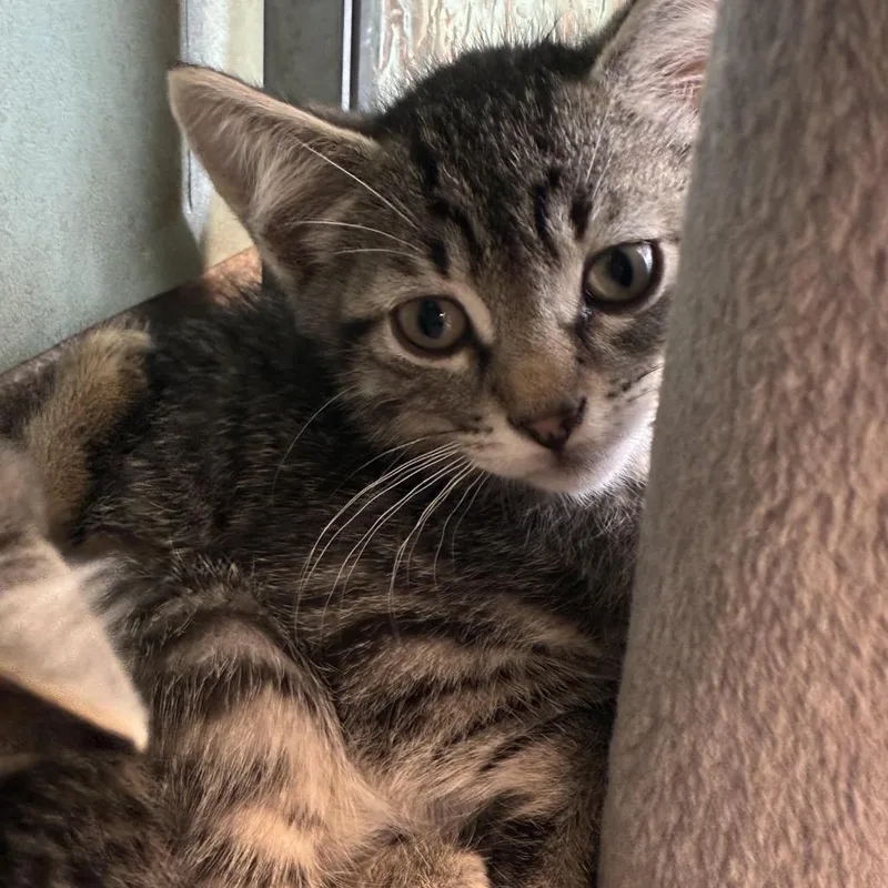 A baby small-sized male Brown / Chocolate Domestic Short Hair cat named Pippit for adoption in South Elgin, IL