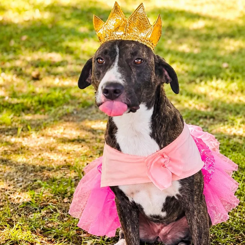 A young medium-sized female Brindle Mixed Breed dog named Mickey for adoption in Lucedale, MS