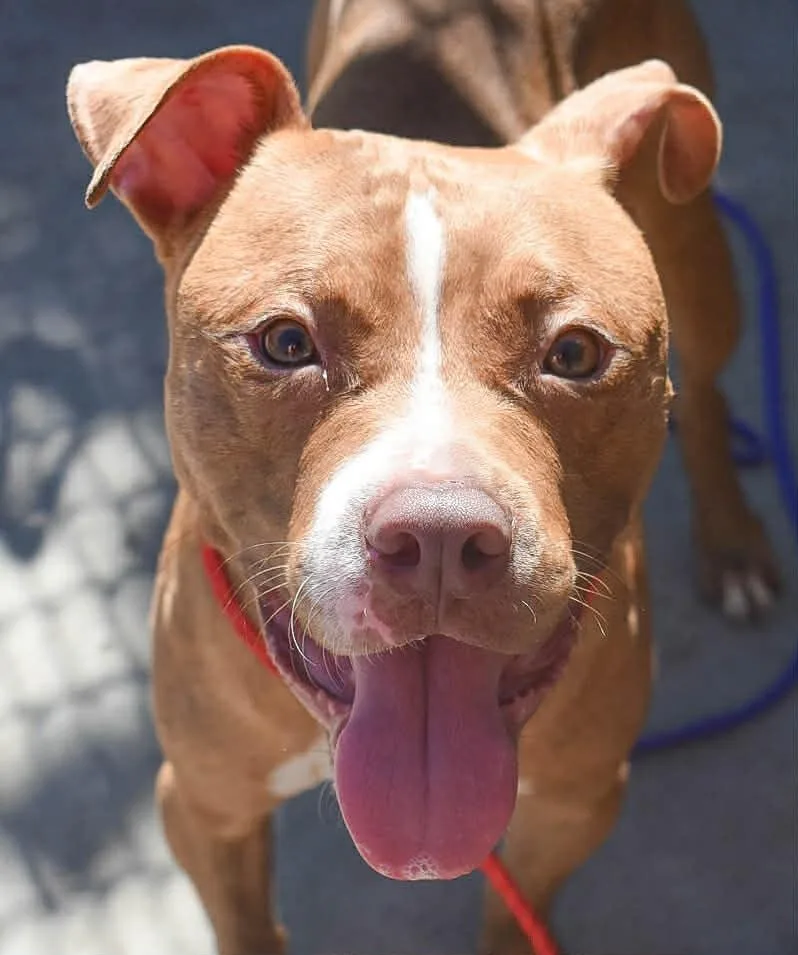 A young medium-sized male Pit Bull Terrier dog named Red for adoption in Tulsa, OK