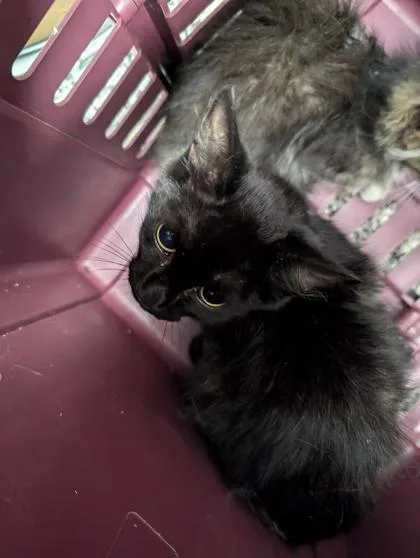 A baby small-sized male Domestic Medium Hair cat named Clyde for adoption in West Chester, PA