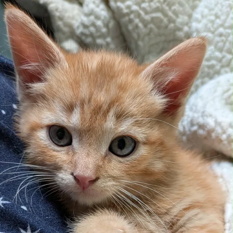 A baby small-sized male Orange / Red Domestic Short Hair cat named Cheeto for adoption in Ephrata, PA