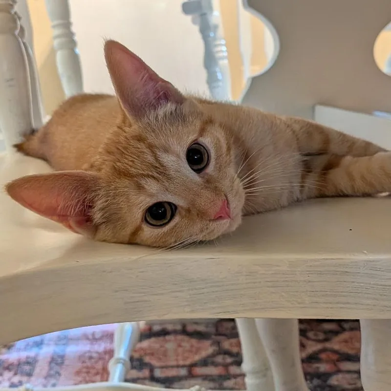Cheeto thumbnail 2