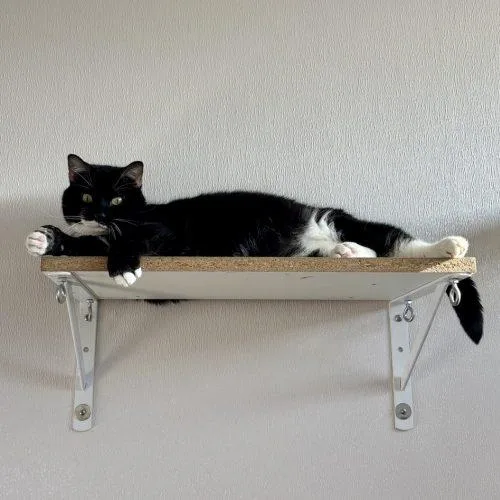 An adult large-sized male Domestic Short Hair cat named Neemo for adoption in Fishers, IN