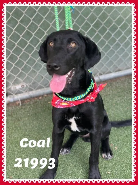 A baby medium-sized male Black Labrador Retriever dog named COAL see also ONYX for adoption in Marietta, GA