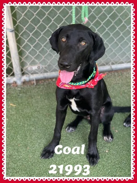 COAL see also ONYX thumbnail 2