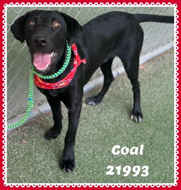 COAL see also ONYX thumbnail 3
