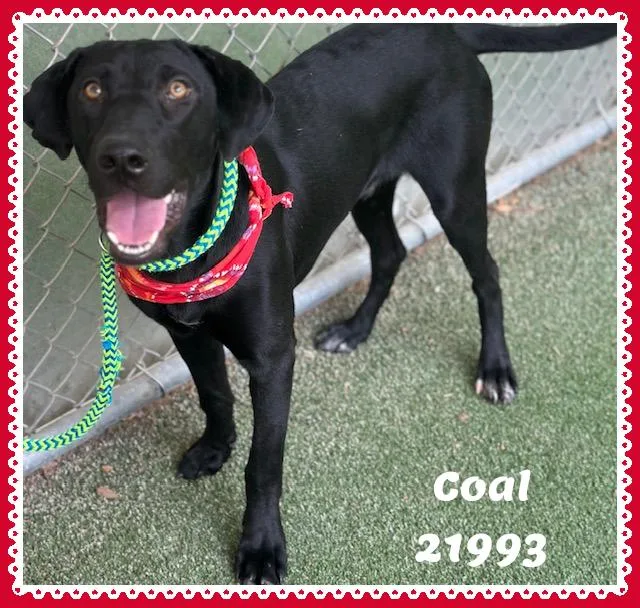 COAL see also ONYX thumbnail 4