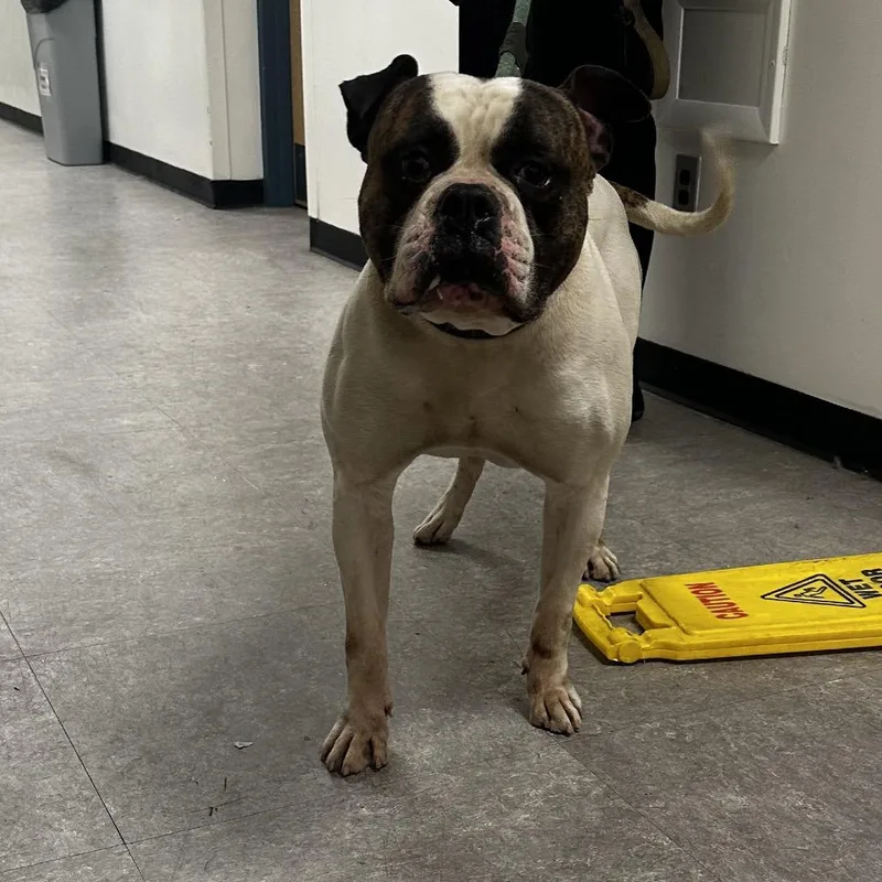 An adult medium-sized male White / Cream American Bulldog dog named Bully for adoption in Philadelphia, PA
