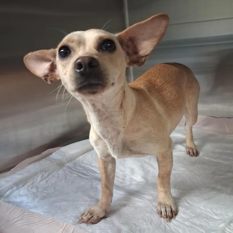 An adult small-sized female White / Cream Mixed Breed dog named Lyft for adoption in Pauls Valley, OK