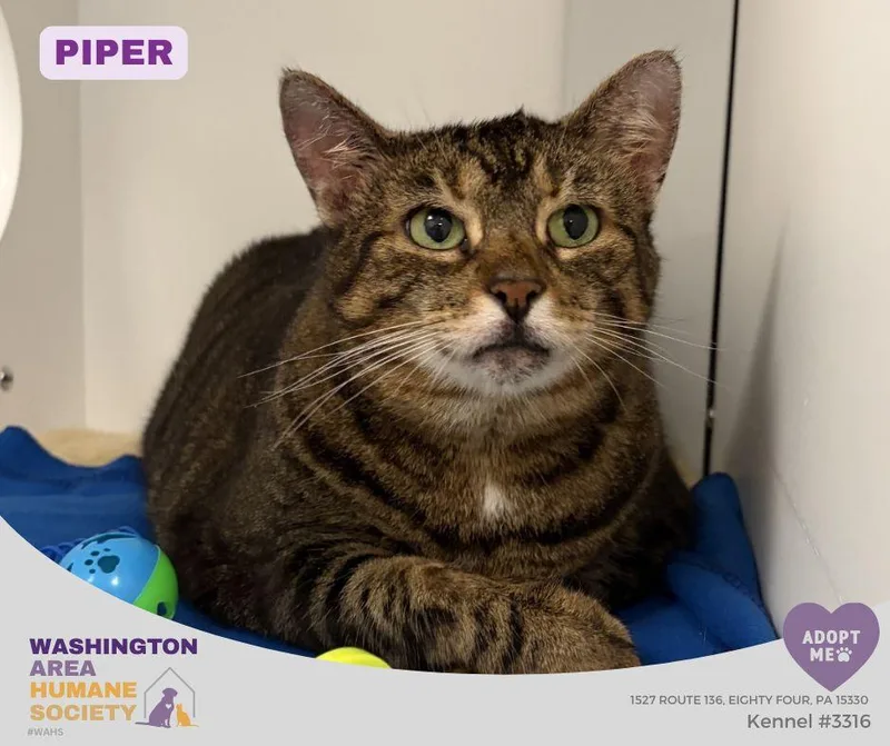 Piper
