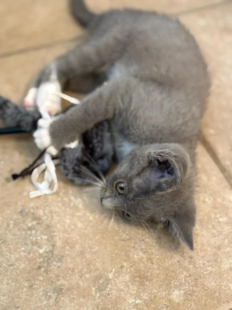 A baby small-sized female Gray & White Domestic Short Hair cat named Cream Puff for adoption in Green Valley, AZ