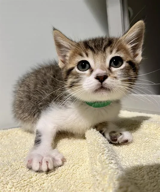 A baby small-sized male Domestic Short Hair cat named Cloud for adoption in San Francisco, CA