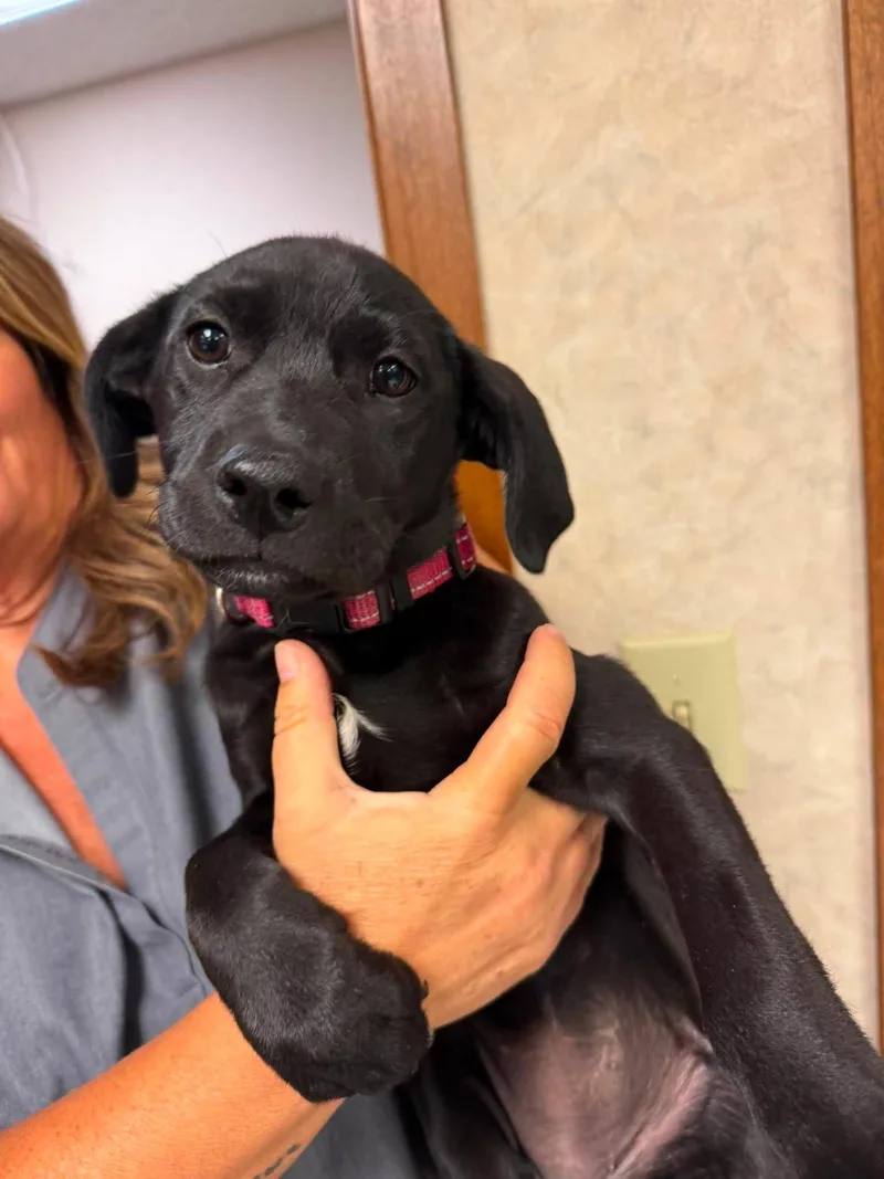 A baby medium-sized female Black Labrador Retriever dog named Phoenix for adoption in Grand Forks, ND