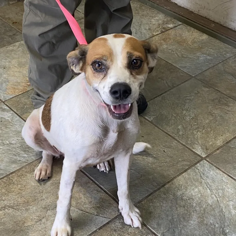 An adult medium-sized female Mixed Breed dog named Mable for adoption in Melrose, FL