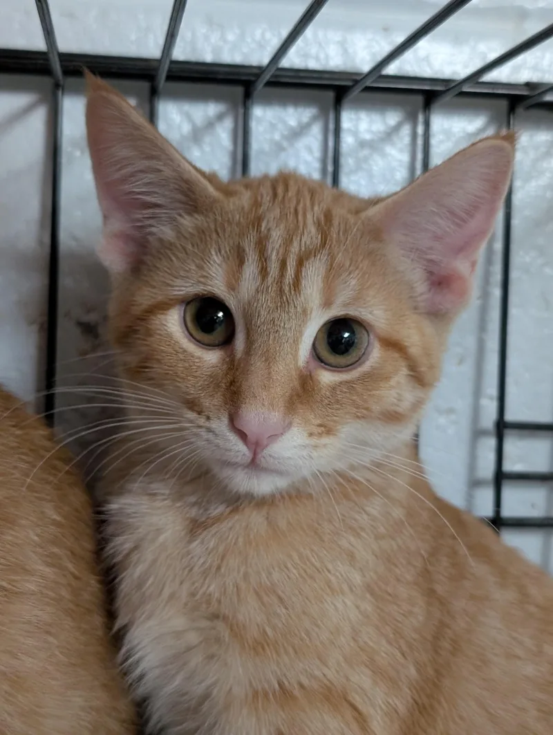 A baby medium-sized male Tabby (Orange / Red) Domestic Short Hair cat named Sorbet for adoption in Tilton, IL