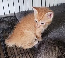 A baby medium-sized male Domestic Short Hair cat named Henrick for adoption in West Memphis, AR