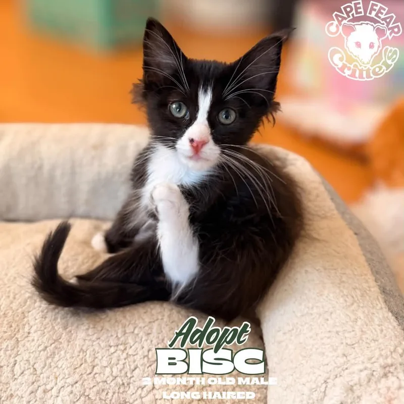 A young small-sized male Domestic Short Hair cat named Bisc for adoption in Wilmington, NC