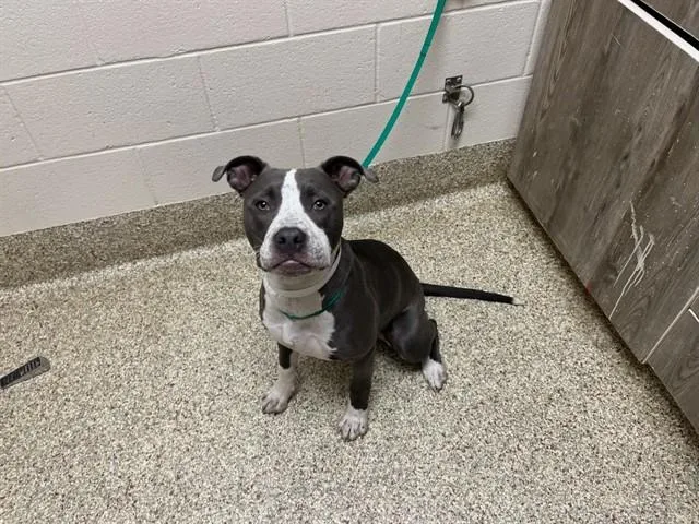 A young medium-sized female Pit Bull Terrier dog named Pebbles for adoption in Colorado Springs, CO