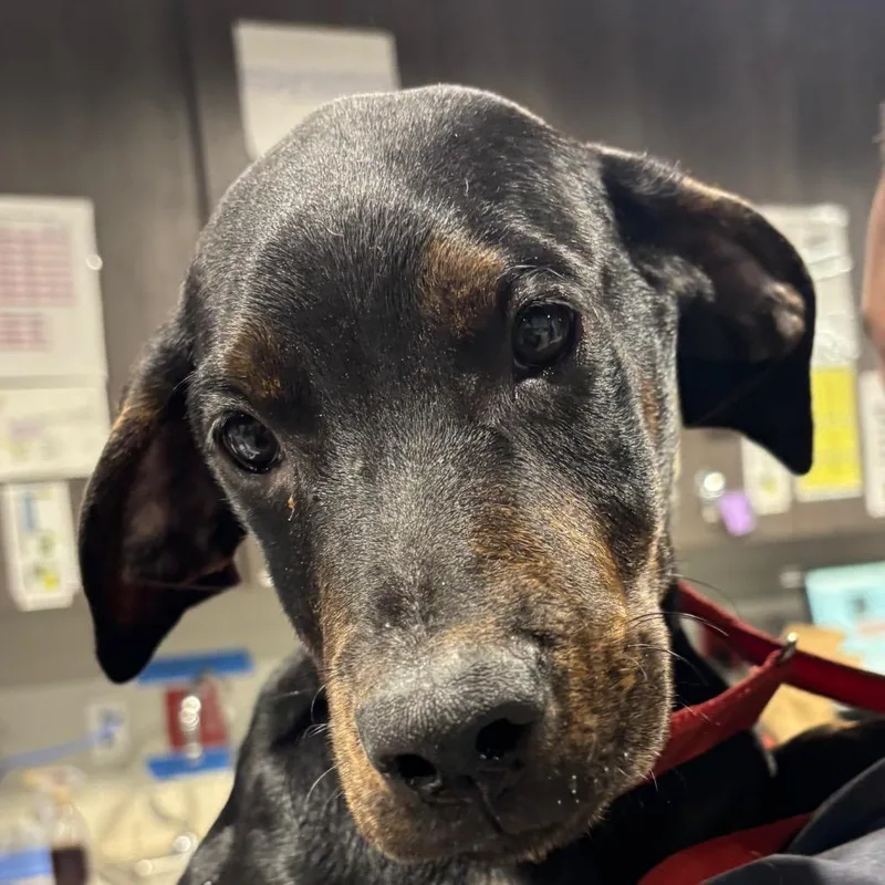 A baby medium-sized male Black Labrador Retriever dog named Luther for adoption in Tampa, FL