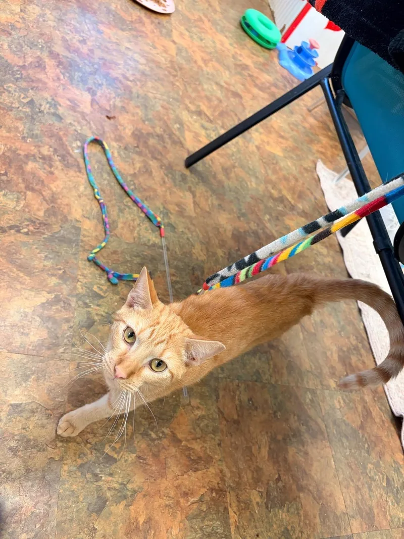 A young medium-sized male Orange / Red Domestic Short Hair cat named Meeko for adoption in Miami Beach, FL