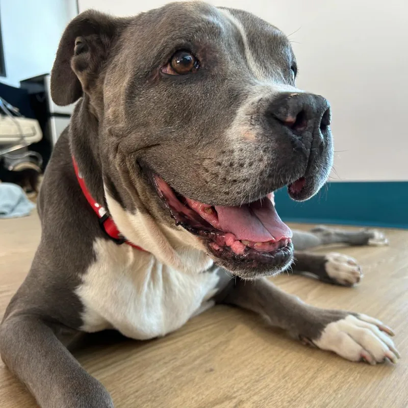 A senior medium-sized male Gray / Blue / Silver Pit Bull Terrier dog named Hamlet for adoption in San Francisco, CA
