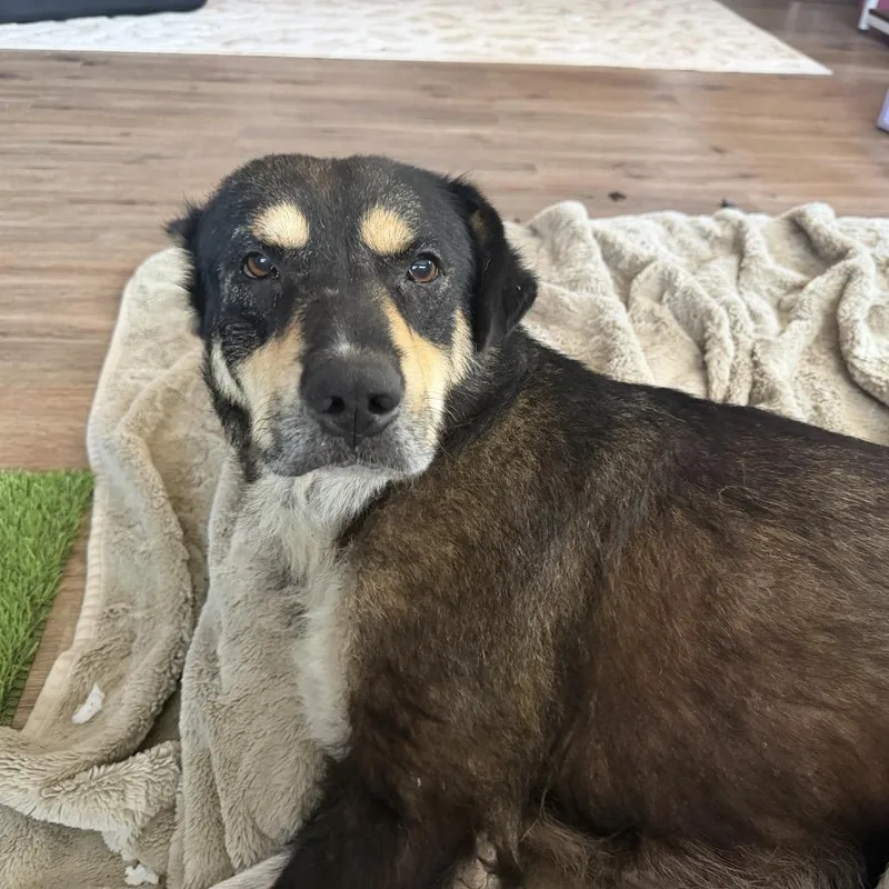 Heidi