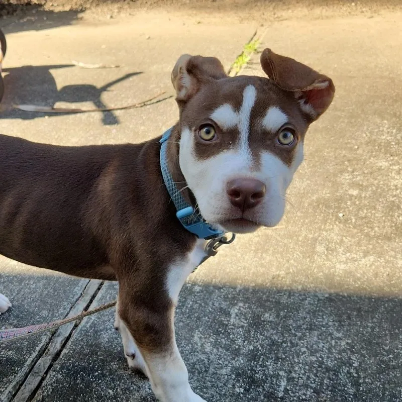A baby small-sized male Brown / Chocolate Husky dog named Lucky for adoption in Pacifica, CA