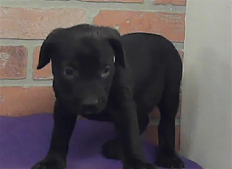 A baby small-sized female Staffordshire Bull Terrier dog named Pup for adoption in Houston, TX