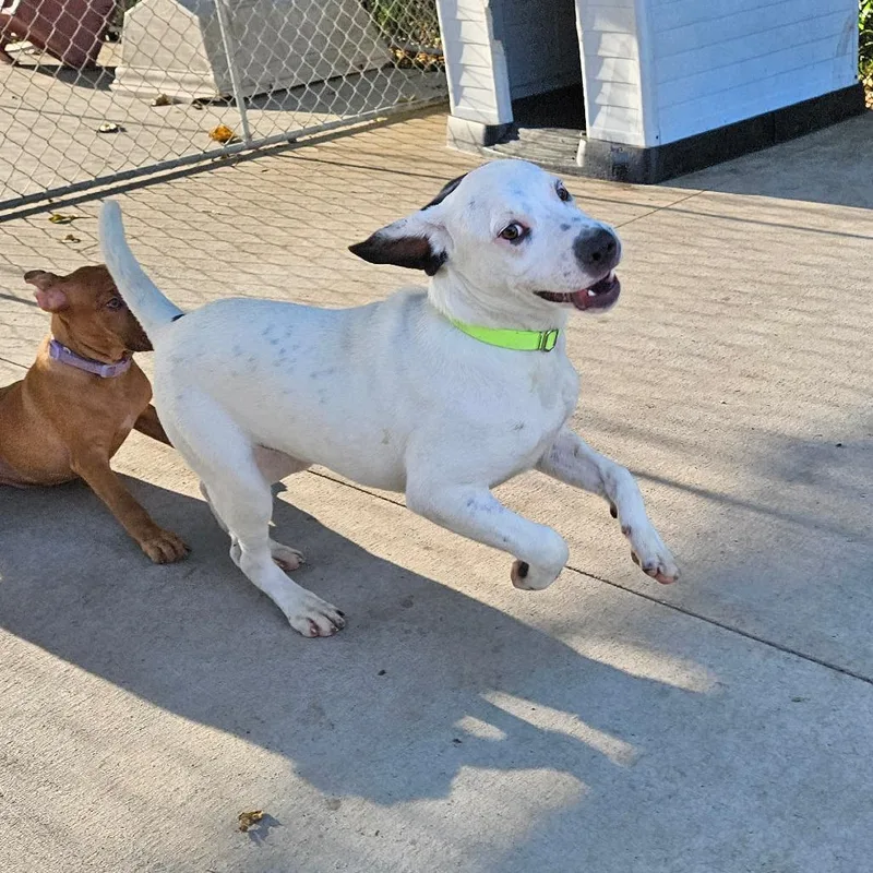 A baby medium-sized male Terrier dog named Snoopy for adoption in Monticello, IA