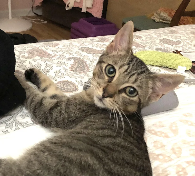 A young medium-sized male Tabby (Buff / Tan / Fawn) American Shorthair cat named Pepper for adoption in Shelbyville, TN