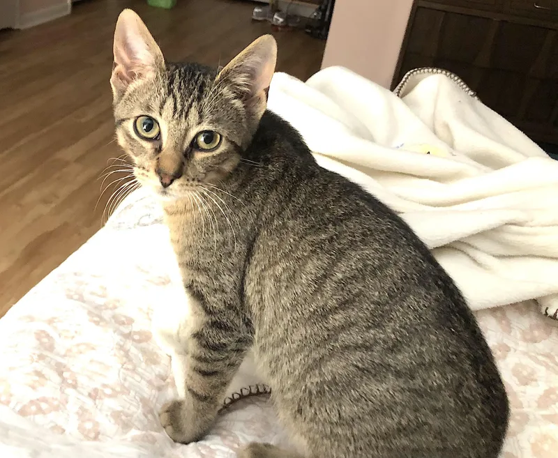 Pepper thumbnail 3