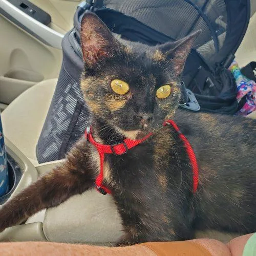 An adult medium-sized female Domestic Short Hair cat named Hazelnut for adoption in Fishers, IN