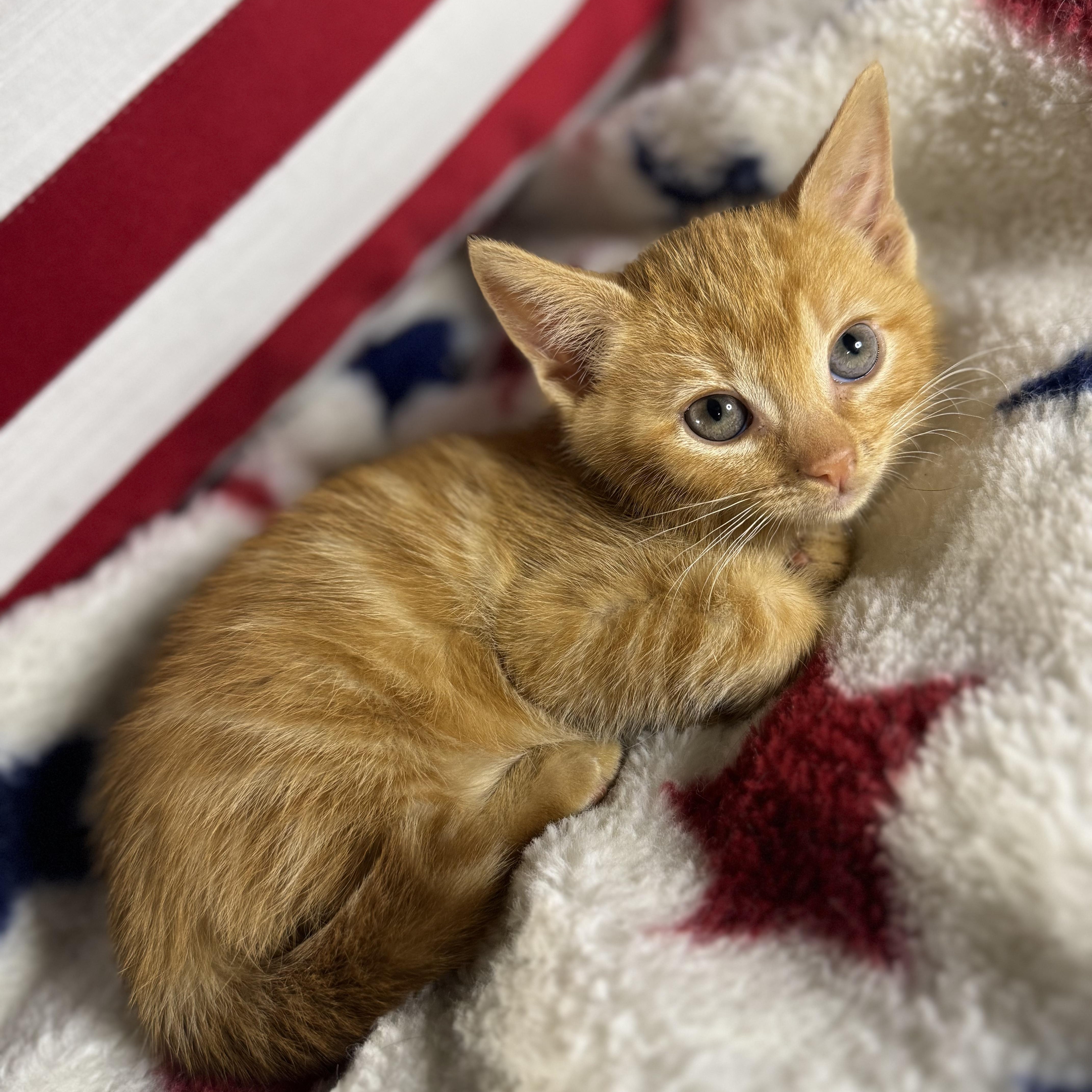 A baby large-sized male Orange / Red Domestic Short Hair cat named Stubbs for adoption in Bordentown, NJ