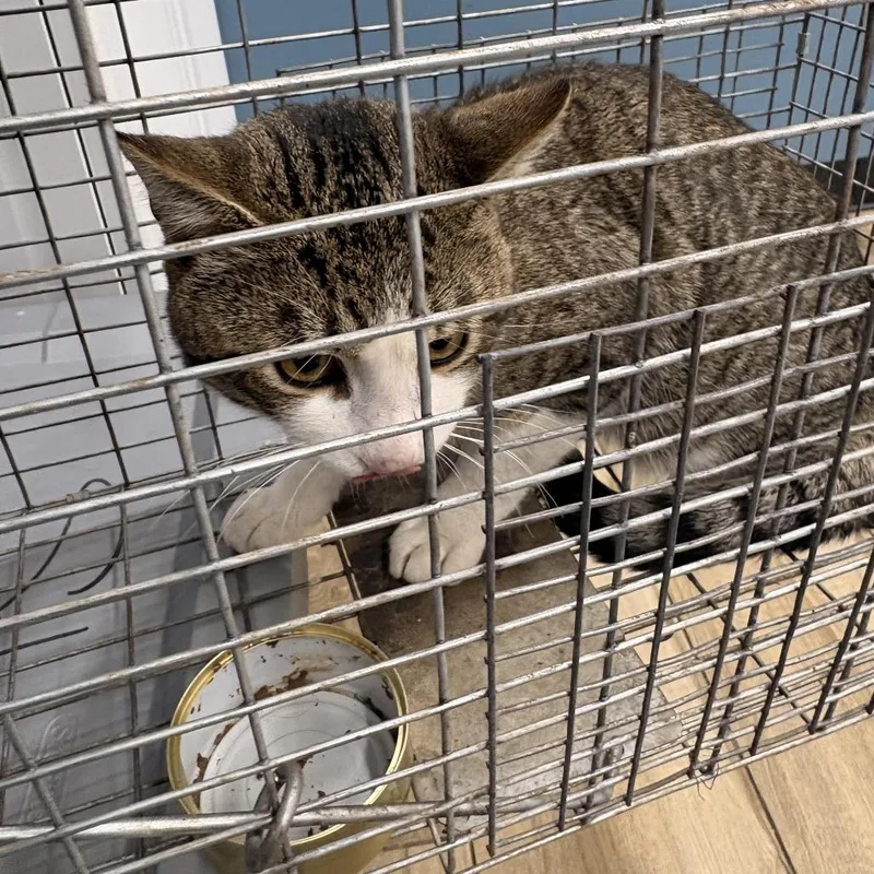 A baby small-sized male Gray / Blue / Silver Domestic Short Hair cat named Ras Tnr for adoption in Newark, NJ