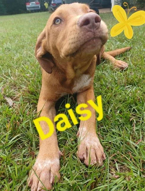 Daisy