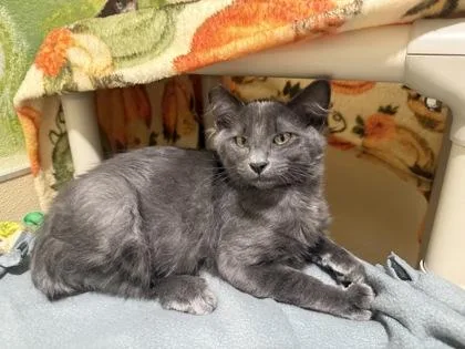 A baby medium-sized male Domestic Short Hair cat named Luca for adoption in Pleasanton, CA